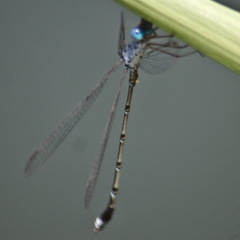 Lestes praemorsus decipiens