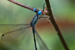Lestes praemorsus decipiens