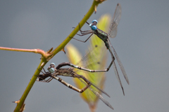 Lestes praemorsus decipiens