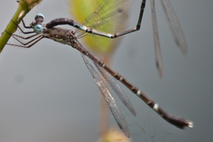 Lestes praemorsus decipiens