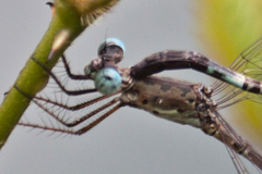Lestes praemorsus decipiens