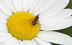 Parhelophilus laetus