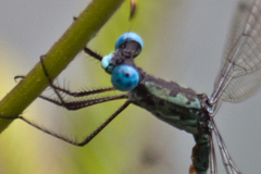 Lestes praemorsus decipiens