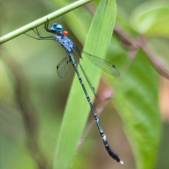 Lestes praemorsus decipiens