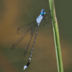 Lestes praemorsus decipiens