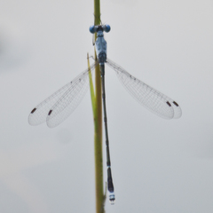 Lestes praemorsus decipiens