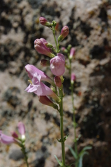 Penstemon rubicundus