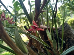 Maxillaria tenuifolia