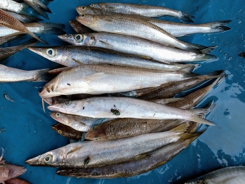 Saurida undosquamis