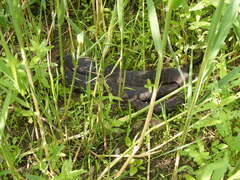 Nerodia sipedon sipedon