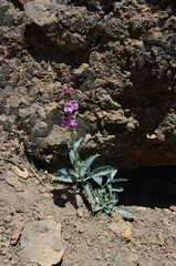 Penstemon rubicundus