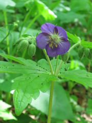 Geranium platyanthum