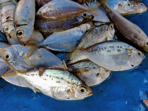 Equulites leuciscus