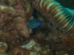 Pycnochromis caudalis
