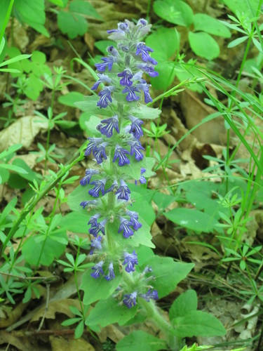 Korean pyramid bugle (Ajuga multiflora)