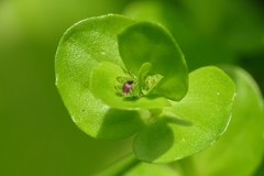 Lindernia rotundifolia