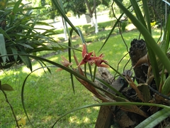 Maxillaria tenuifolia