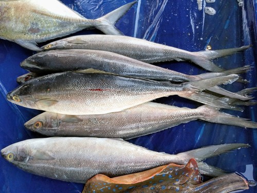 Elagatis bipinnulata