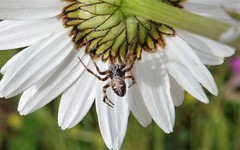 Araneidae