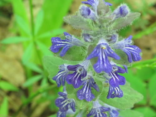 Image of Ajuga multiflora by (c) Repina Tatyana, some rights reserved (CC BY)