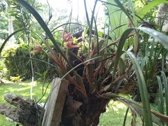 Maxillaria tenuifolia