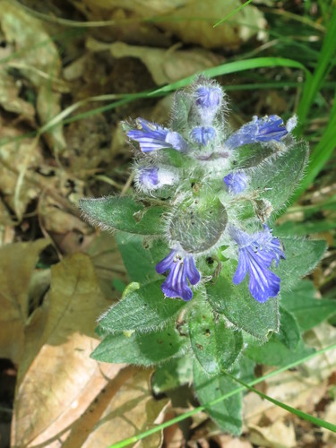 Ajuga multiflora, photograph 4