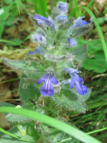 Image of Ajuga multiflora by (c) Repina Tatyana, some rights reserved (CC BY)