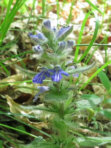 Ajuga multiflora, photograph 5