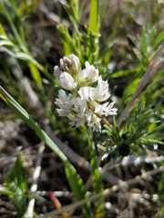 Astragalus australis