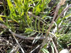 Astragalus australis