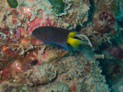 Neopomacentrus violascens