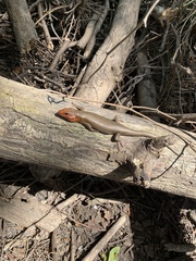 Plestiodon laticeps