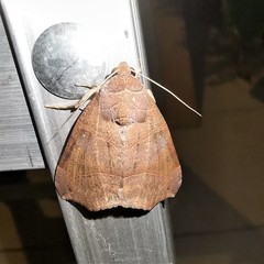 Bastilla hamatilis