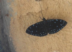 Hamadryas laodamia saurites