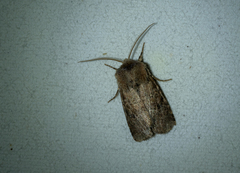 Protorthodes oviduca