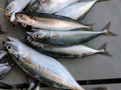 Rastrelliger faughni