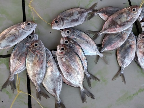 Indian driftfish (Ariomma indicum) — Ariommatidae — 4