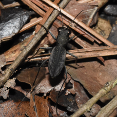 Dromochorus pilatei
