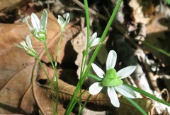 Gagea triflora