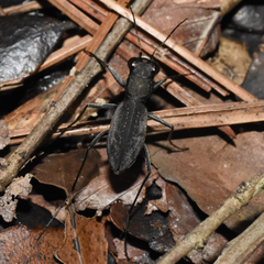 Dromochorus pilatei