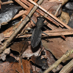Dromochorus pilatei