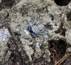 Phrynus operculatus