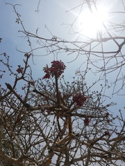 Jatropha neopauciflora