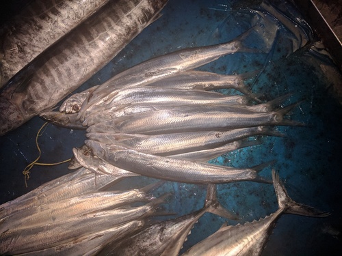Chirocentrus dorab