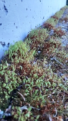 Ptychostomum inclinatum