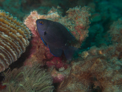 Pomacentrus brachialis