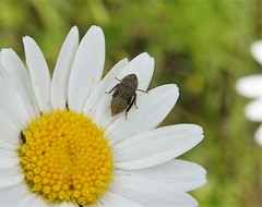 Aphrodini