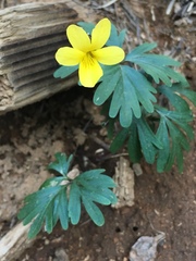 Viola sheltonii