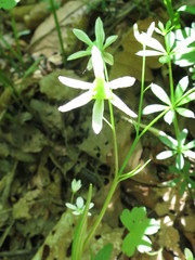Gagea triflora