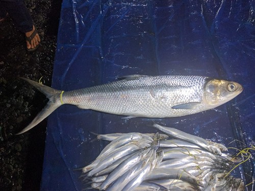 Milkfish